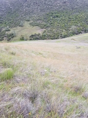 Layia gaillardioides