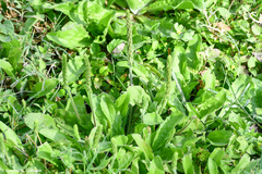 Plantago rhodosperma
