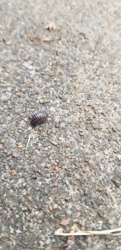 Common Pill Woodlouse