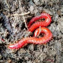 Strigamia bothriopus