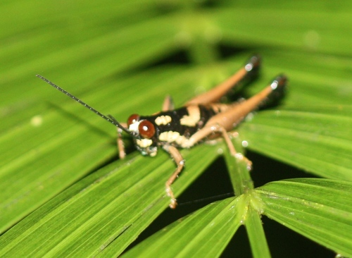 Orthoptera