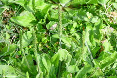 Plantago rhodosperma