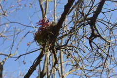 Tillandsia ionantha