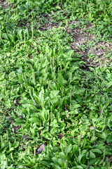 Plantago rhodosperma