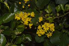 Peixotoa catarinensis