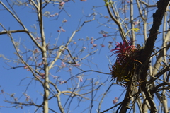 Tillandsia ionantha