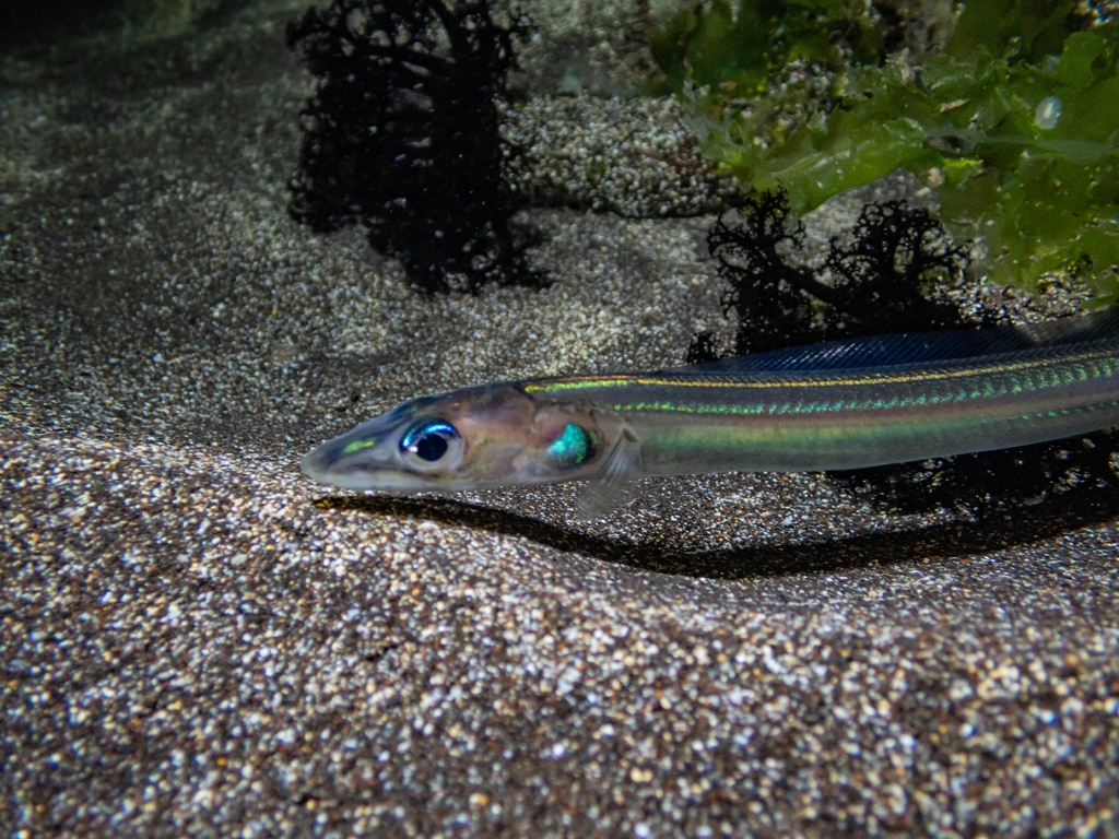 Chilean worm eel (Scolecenchelys chilensis) — Ophichthidae