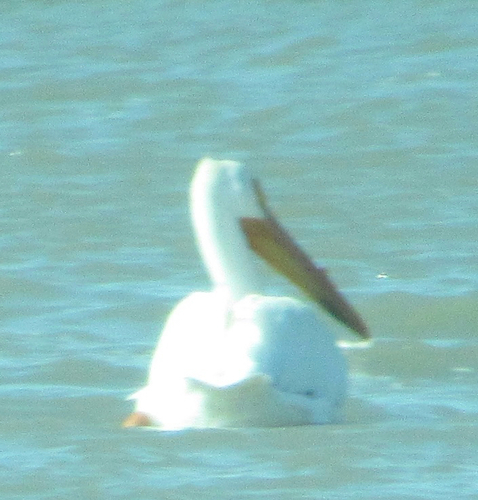 American White Pelican