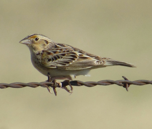 Grasshopper Sparrow