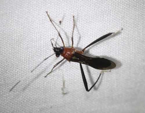 Hemiptera
