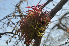 Tillandsia ionantha