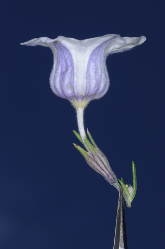 Nierembergia tucumanensis