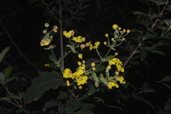 Peixotoa catarinensis