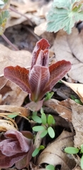 Triosteum