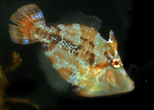 Paxman's filefish (Colurodontis paxmani) — Monacanthidae — 4
