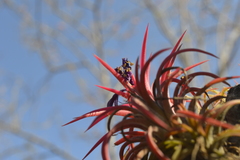 Tillandsia ionantha