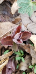 Triosteum