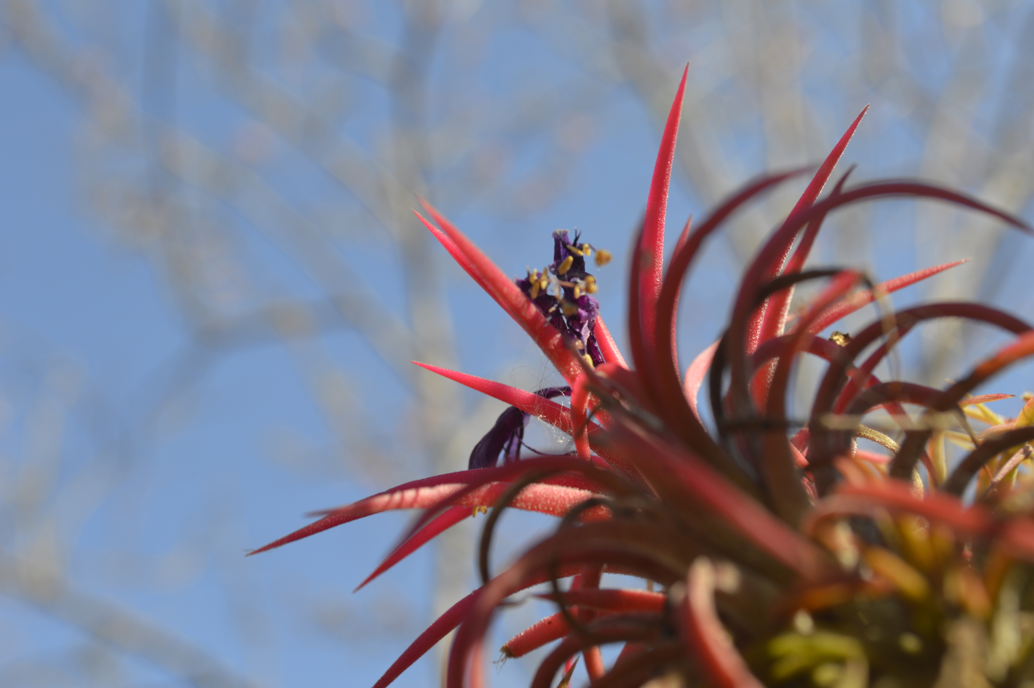 Blushing Bride Airplant (Tillandsia ionantha)  iNaturalist