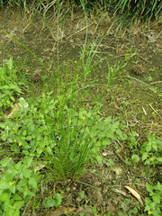 Juncus diffusissimus