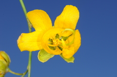 Senna aphylla