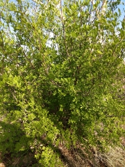 Forestiera pubescens pubescens