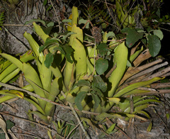 Aechmea comata