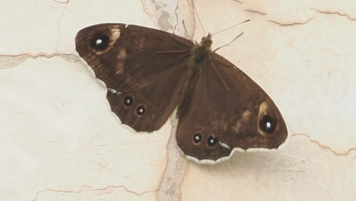 Lasiommata deidamia