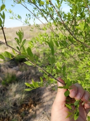 Forestiera pubescens pubescens