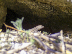 Uta stansburiana elegans