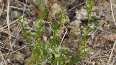 Spermolepis lateriflora