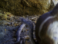 Ammospermophilus leucurus