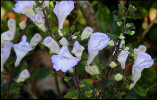 Scutellaria arenicola Small