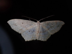 Scopula phyxelis