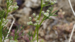 Spermolepis lateriflora