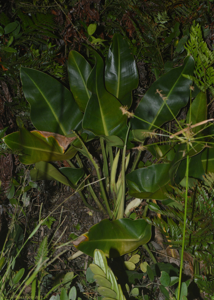 Photos of Philodendron renauxii  iNaturalist