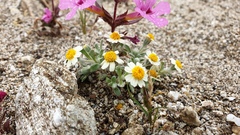 Eriophyllum wallacei rubellum