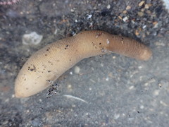 Phascolosoma annulatum