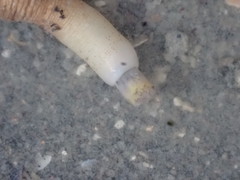 Phascolosoma annulatum