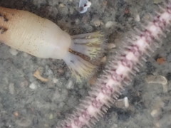 Phascolosoma annulatum