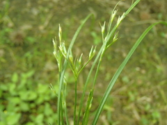 Juncus diffusissimus