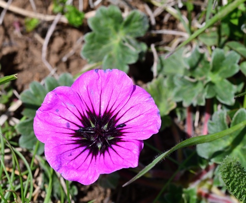Geranium subcaulescens, photograph 6