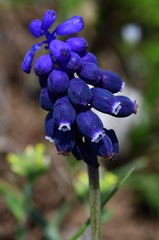 Muscari commutatum, photograph (c) milan kořínek, some rights reserved (CC BY)