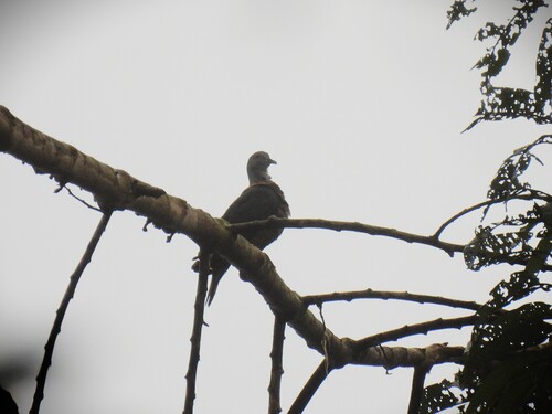 Western Bronze-naped Pigeon (Columba iriditorques), photo 5