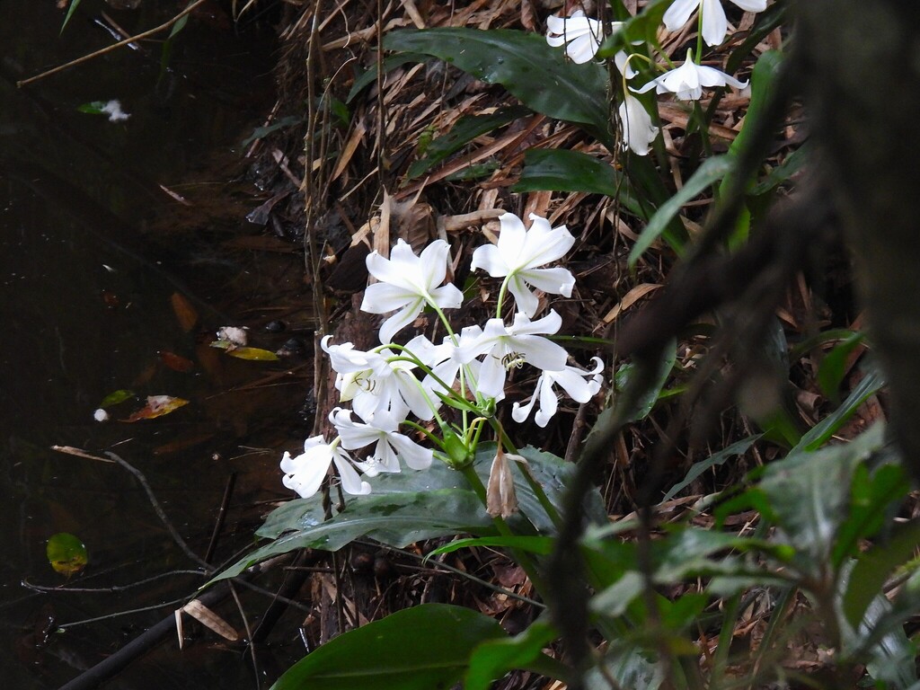 Crinum jagus; photograph (c) Antoine Thivolle, some rights reserved (CC BY)