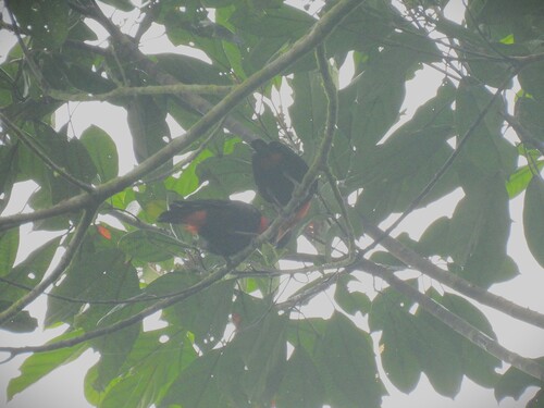 iNaturalist image