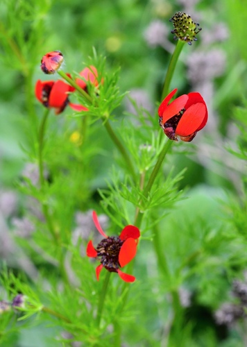 Adonis flammea, photograph 3