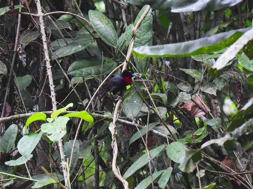 Blue-billed Malimbe (Malimbus nitens), photo 4