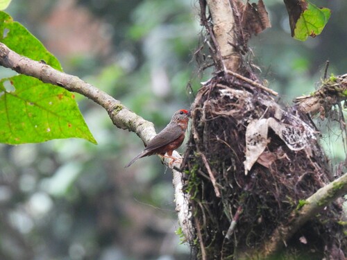 Red-fronted Antpecker (Parmoptila rubrifrons), photo 3