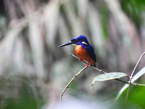 Shining-blue Kingfisher (Alcedo quadribrachys), photo 2