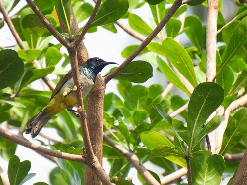 Reichenbach's Sunbird (Anabathmis reichenbachii), photo 6
